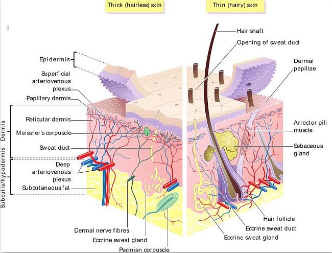 Get Rid of Razor Burns and Razor Bumps - Effective Home Remedies